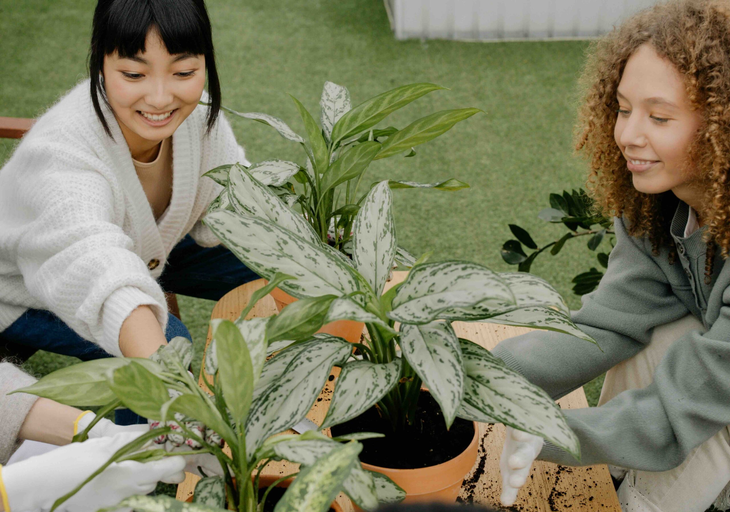 mini gardens, tabletop herb gardens, container gardens,